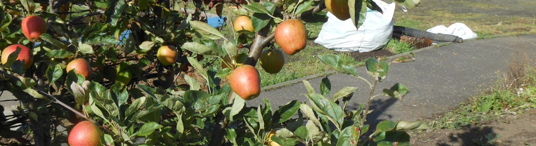 A warm sunny autumn day at the allotment