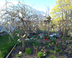 Colour all around on the allotment
