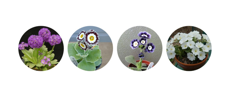 auricula-and-primula-banner