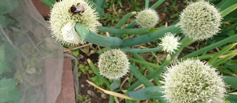 bee-on-welsh-onions-17th-june-21