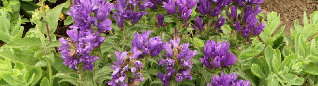 campanula-glomerata-superba