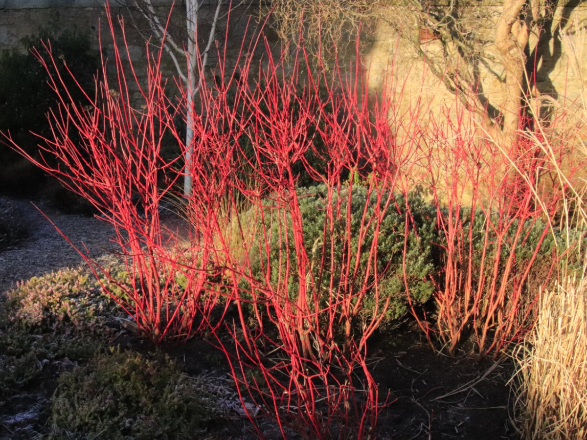 cornus-alba-sibirica