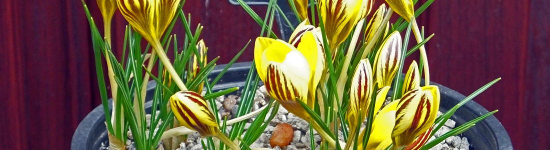 crocus-gypsy-girl-