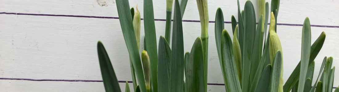 flower-buds-4-march