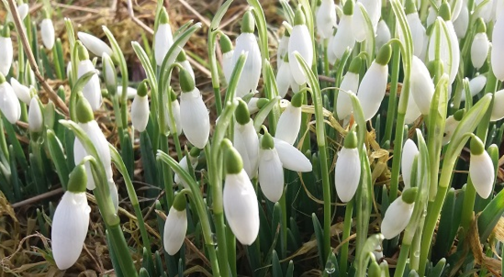 galanthus-1-copy