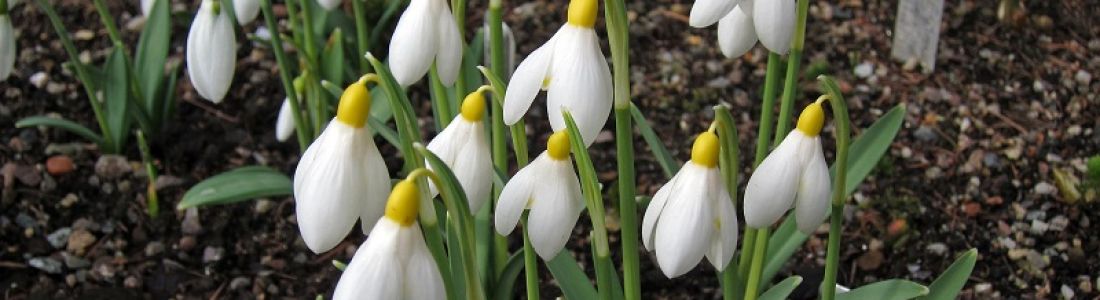 Snowdrops