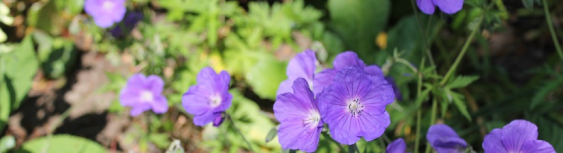 geranium-2