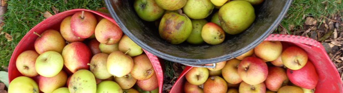 Allotment Tales 24th October