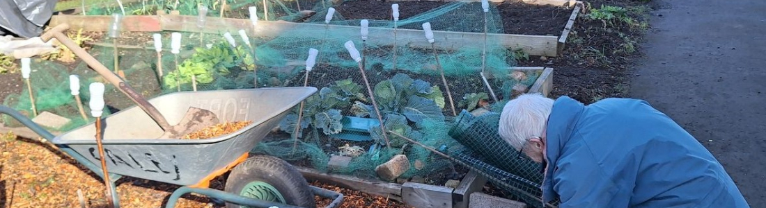 A sunny day on the Allotment 🌞