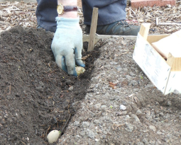 First Thursday in May on the allotment
