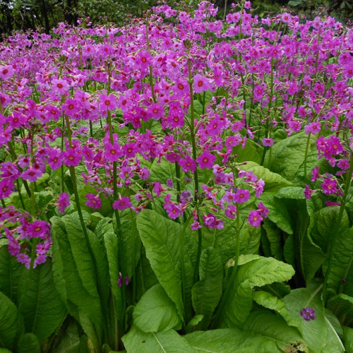 primula-jponica-4