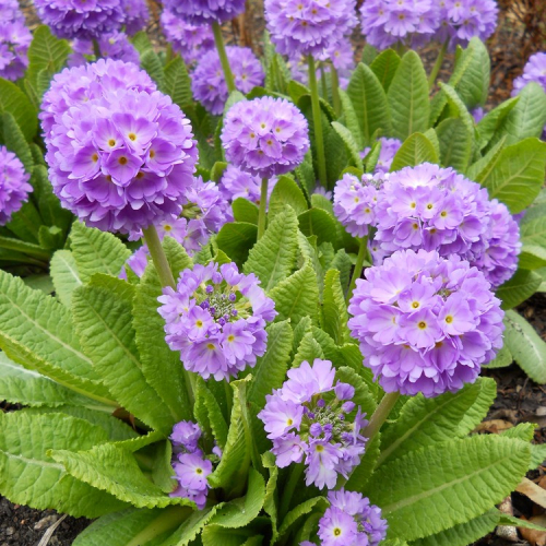 primula-pseudodenticulata-20070550a-6