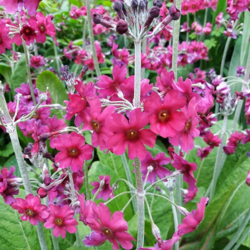 primula-pulverulenta-dk-e1495556686209