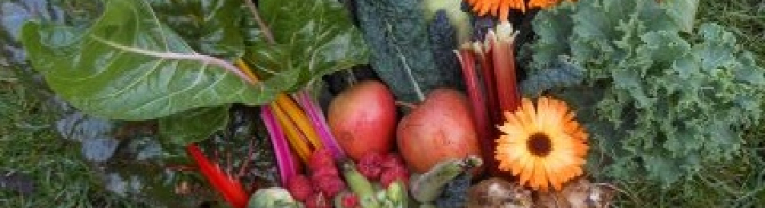 Last Allotment Blog of 2020