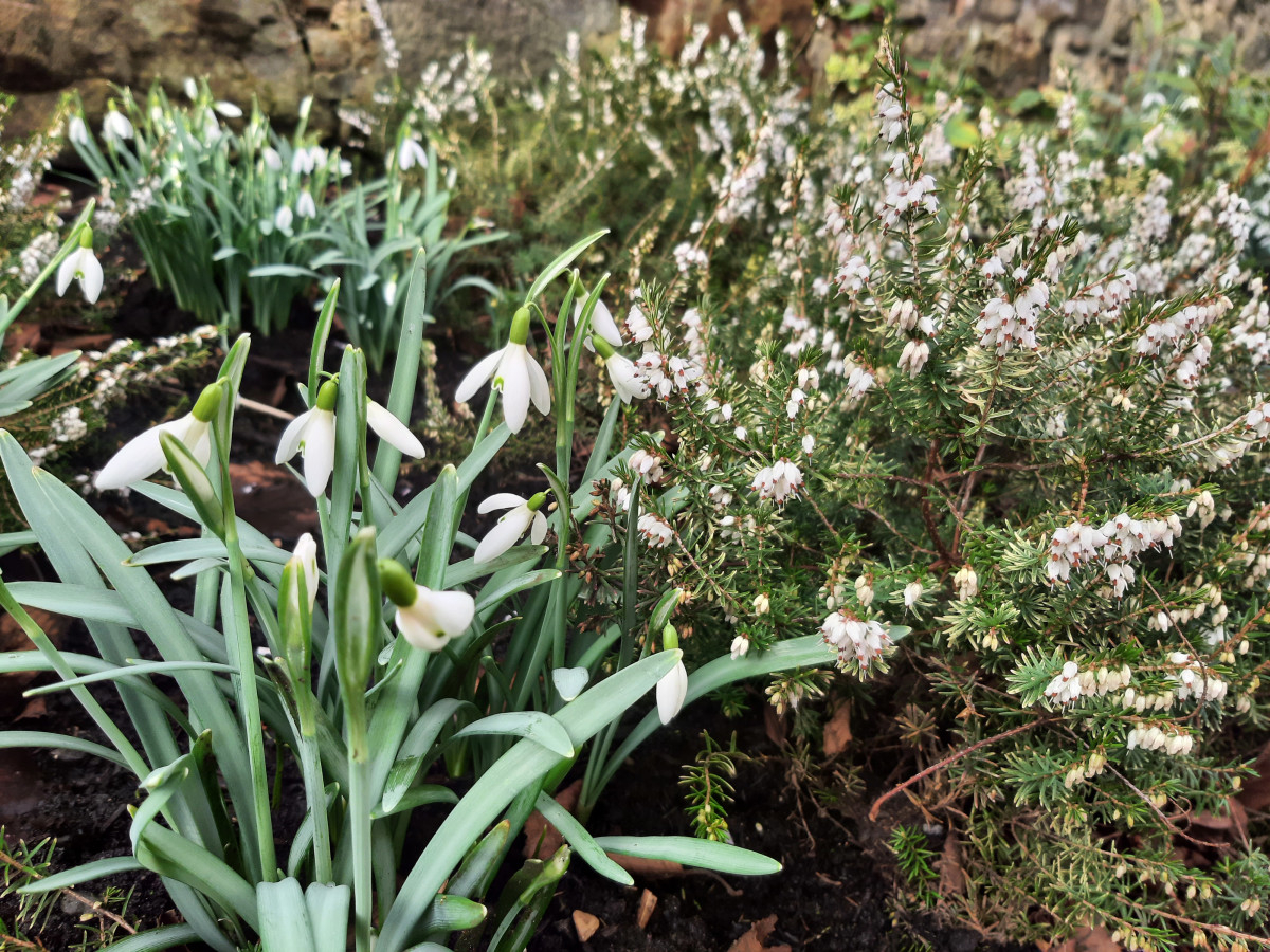 snowdrops