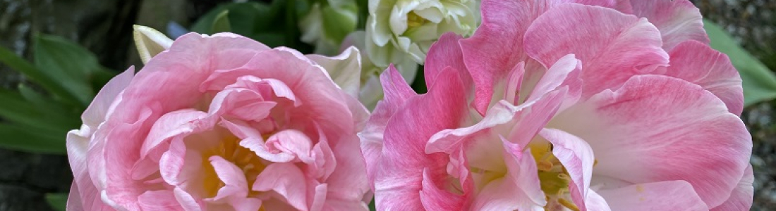Tales from the Garden – Colourful June at Redcroft