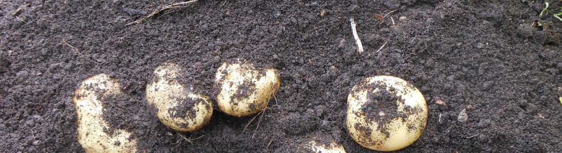 Uncovering potatoes